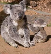 A Father Koala Who Says Fairytales To His Kid To Fall Asleep But He Himself Falls Asleep Instead Cute Animals Koala Koala Bear