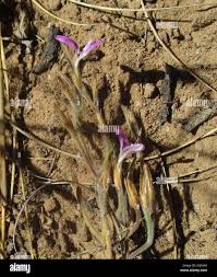 Image result for Felicia clavipilosa