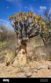 Image result for Cyphostemma hermannioides