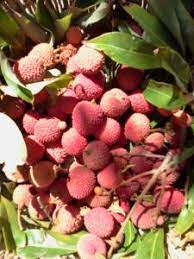Lychee fruit can be eaten on its own, used in tropical fruit salads, or blended into cocktails, juices, smoothies, and desserts. California Grown Lychee Fruit Tropical Looking Plants Other Than Palms Palmtalk