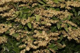 Image result for Dialium guineense