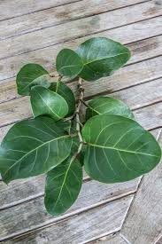 Image result for Coccoloba