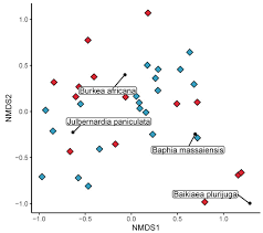 Image result for Baphia bequaertii