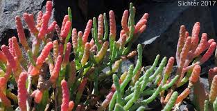 Image result for Salicornia perrieri
