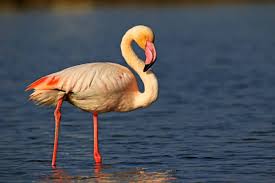 flamigo 