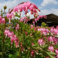 If you need help with any specific puzzle leave your comment below. Bleeding Heart How To Grow Dicentra Spectabilis Easy Plants To Grow Bleeding Heart Pretty Flowers