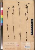 Image result for Aristea angolensis