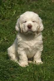 Find clumber spaniel puppies and breeders in your area and helpful clumber spaniel information. Clumber Spaniel Clumber Spaniel Puppies Clumber Spaniel Puppy