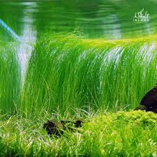 Image result for Eleocharis brainii