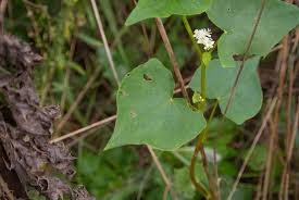 Image result for Fagopyrum