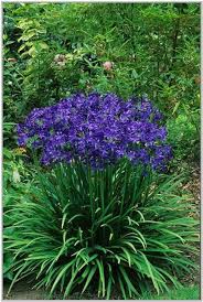 If you crave beautiful flower blooms in your garden all summer long, then you need to plant some annuals in your yard! Perennials That Bloom All Summer Long Blue Perennial Flowers That Bloom All Summer Flowers Perennials Plants Perennials