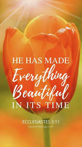 Tulip Ecclesiastes 3 11 In 2020 Bible Verse Background Ecclesiastes Scripture Verses