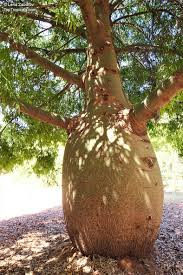 Image result for Brachychiton