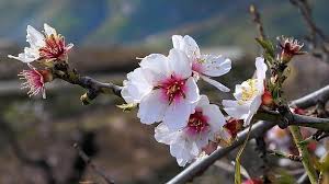 Maybe you would like to learn more about one of these? Tiempo De Almendros En Flor Ideal