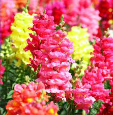 Snapdragon Snapdragon Flowers Perrenial Flowers Snapdragons