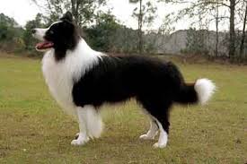 Bordie Collie Dog Breeds Collie Dog Dogs