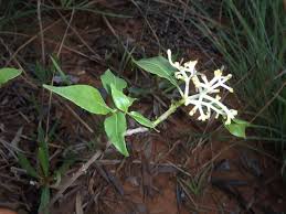 Image result for Chassalia parvifolia