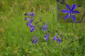 Image result for Anthericaceae