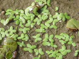 Image result for Lemna