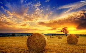 Field of hay | pictures store | 2560x1600 p, display