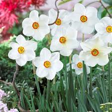 The Original Poet S Daffodil Actaea Is A True Heirloom That S Perfect For Naturalizing Flowers Are Pure White With A Ye Daffodil Bulbs Bulb Flowers Daffodils