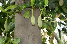 Image result for Artocarpus heterophyllus