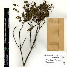 Image result for Rourea coccinea