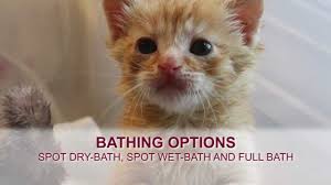 Orphaned Kitten Care How To