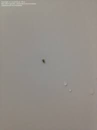 Maybe you would like to learn more about one of these? Insect And Spider Identification Closed Really Tiny Flying Insects In Bathroom 2 By Severedsea