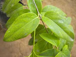 Image result for Tristellateia africana