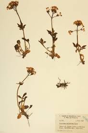 Image result for Caprifoliaceae