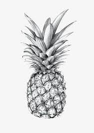 Pineapple Black And White Sketch Png Image Desenho Abacaxi Tatuagem Abacaxi Arte Com Abacaxi