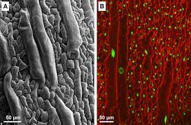 Check spelling or type a new query. What Determines Cell Size Bmc Biology Full Text