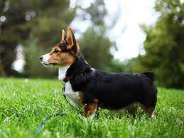 cardigan welsh corgi elityavru com