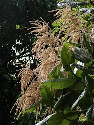 Image result for Triplaris americana