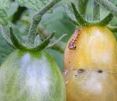 Information on putting sulfur on tomato plants. Tomato Insect Damage What Are Common Insect Pests Of Tomato