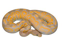 (meaning breeding unrelated animals) in the ball python world. Black Pastel Banana Morph List World Of Ball Pythons