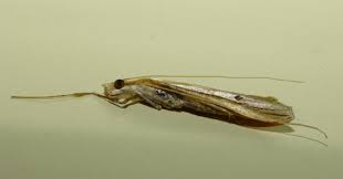 Image result for Euclasta