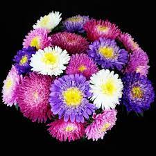 Pin On Garden Asters