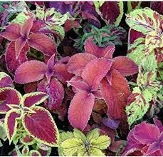 Image result for Coleus sylvestris