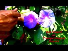 We did not find results for: Grow Morning Glory This Summer The Best Vine For Your Fence And Arches Youtube
