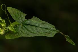 Image result for Fagopyrum snowdenii