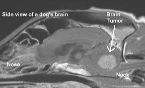 As the person who knows your dog the best, you are likely to be the first one to notice any physical and psychological changes. Brain Tumors In Dogs Caninecancerdiet Com