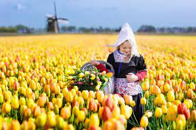 Jahrhundert waren es in den niederlanden tulpen, die einen irren boom auslösten. Tulpenzeit Wo Ist Die Tulpenblute In Holland Am Schonsten