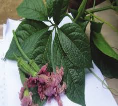 Image result for Telfairia pedata