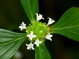 Image result for Spermacoce ocymoides