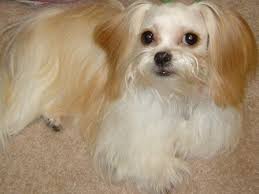 Black And White Papillon Shih Tzu Mix Pocket Aces Mi Kis Miki Dog Diy Dog Stuff Dog Toys