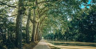 Cet immense chemin d'eau, inscrit au patrimoine mondial de l'humanité par l'unesco, offre ses doux rivages ombragés. Le Canal Du Midi A Velo En Haute Garonne Depuis Toulouse Guide Toulouse Pyrenees