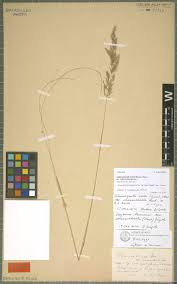 Image result for Thesium bangweolense