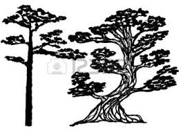 Download 199 redwood tree silhouette stock illustrations, vectors & clipart for free or amazingly low rates! Redwood Tree Silhouette Cliparts Stock Vector And Royalty Free Redwood Tree Silhouette Illustrations Tree Silhouette Silhouette Illustration Redwood Tree